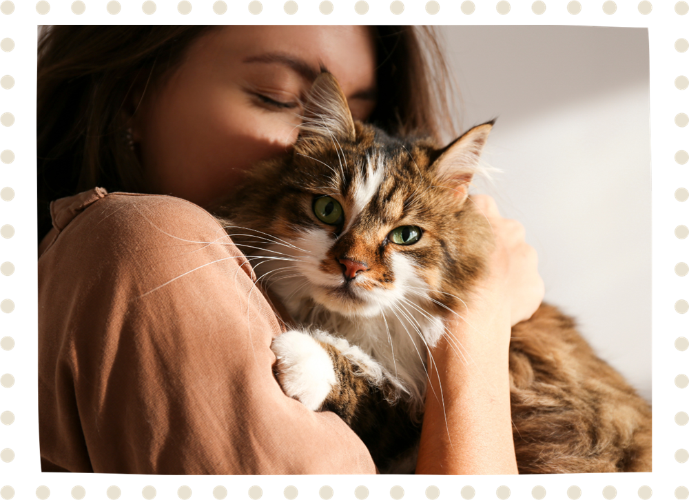 Beautiful white and brown tabby cat being snuggled by young woman.