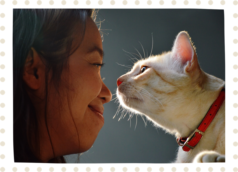 Lovely white and buff cat going nose to nose with young woman owner.